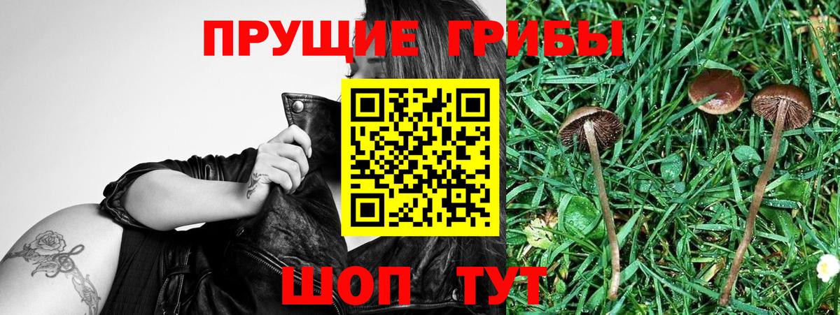 Псилоцибиновые грибы GOLDEN TEACHER  Вход с VPN  Тавда 